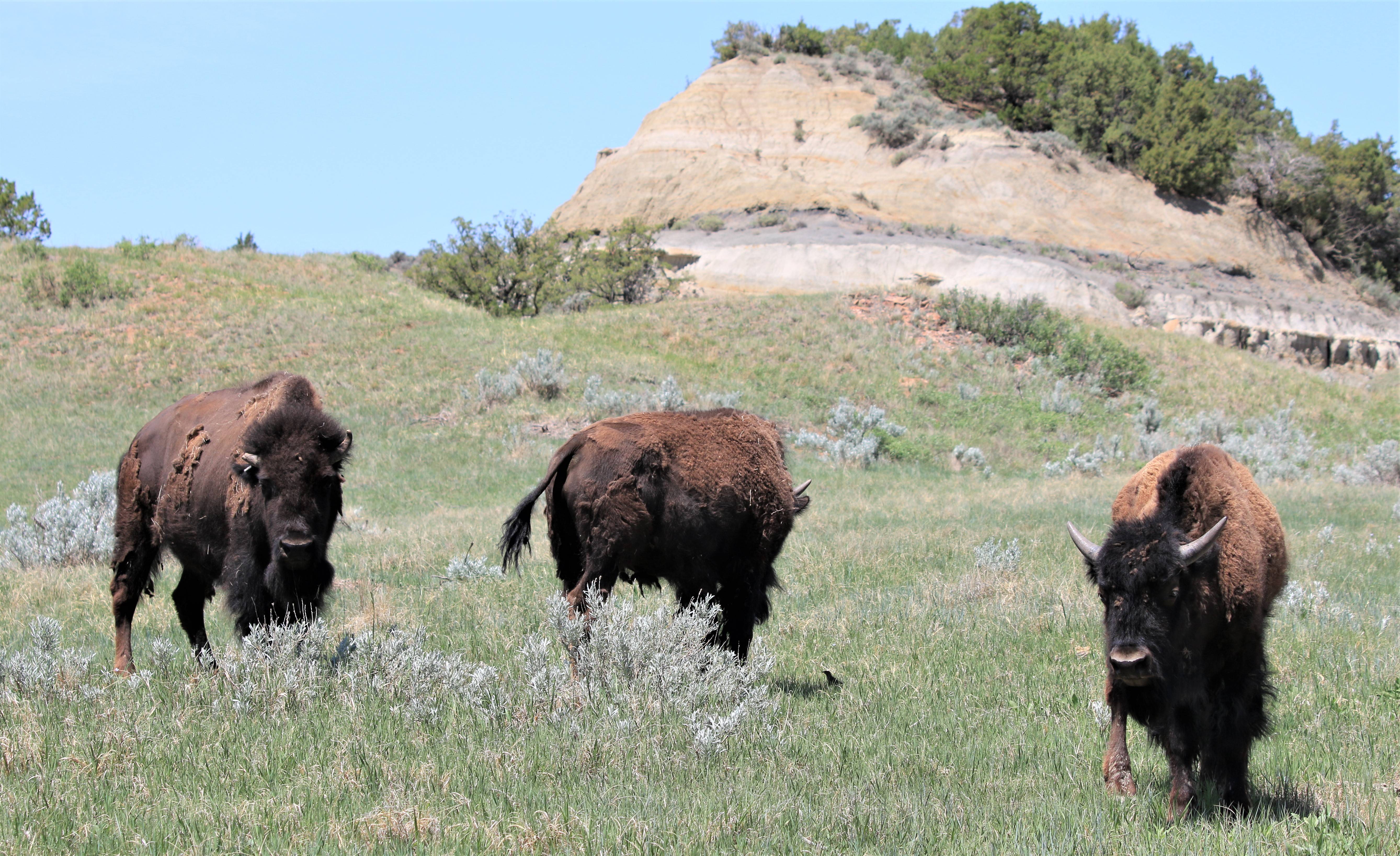 Theodore Roosevelt NP